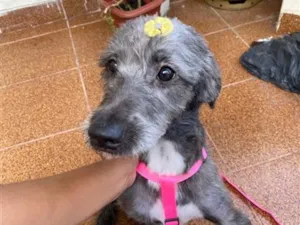 Cachorro raça SRD-ViraLata idade 2 anos nome Mila
