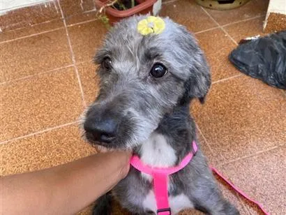 Cachorro raça SRD-ViraLata idade 2 anos nome Mila