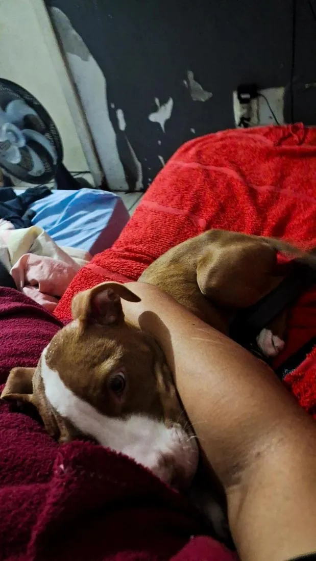 Cachorro raça Pit-Bull idade 2 a 6 meses nome Ravena