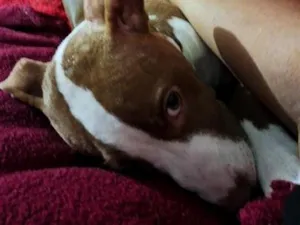 Cachorro raça Pit-Bull idade 2 a 6 meses nome Ravena