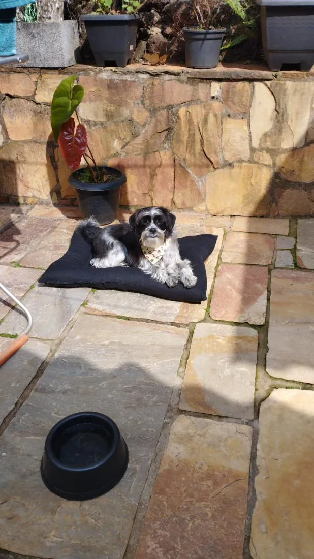 Cachorro raça SRD-ViraLata idade 2 anos nome Hulk