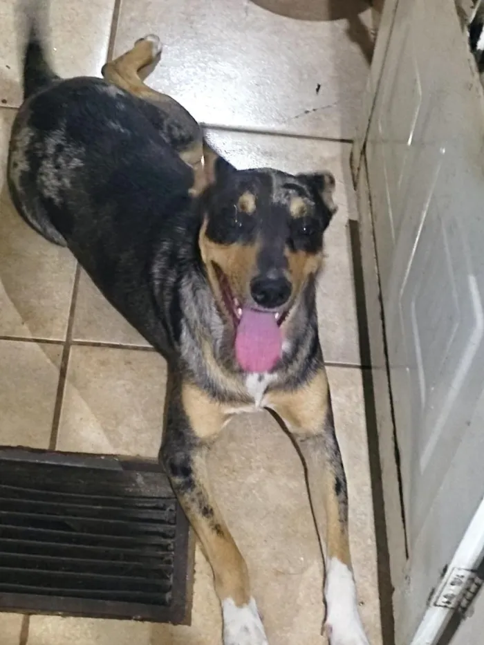 Cachorro raça SRD-ViraLata idade 7 a 11 meses nome Suzi