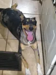 Suzi
