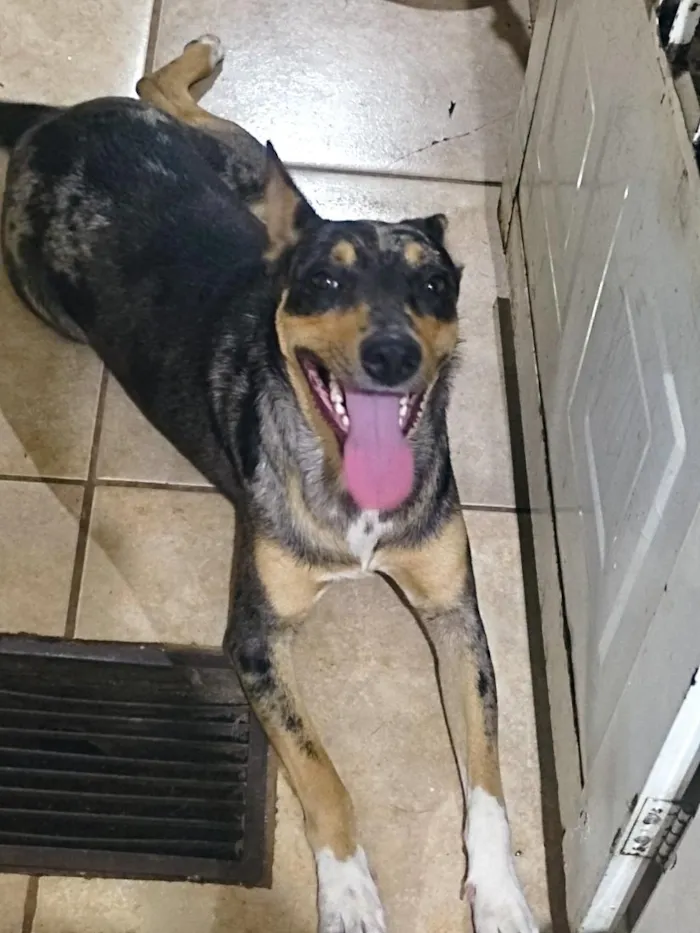 Cachorro raça SRD-ViraLata idade 7 a 11 meses nome Suzi
