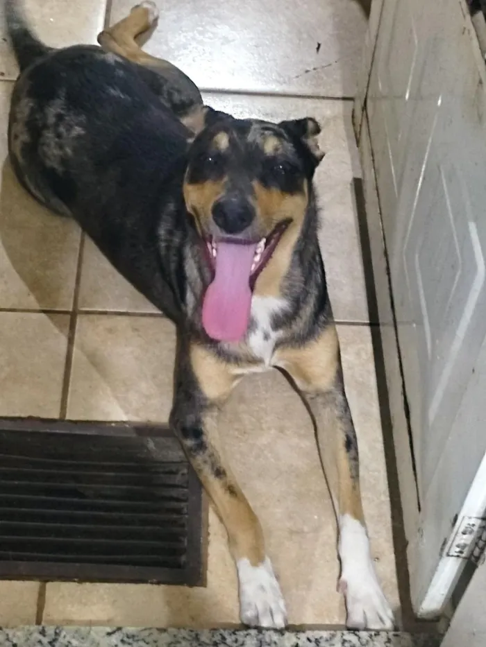 Cachorro raça SRD-ViraLata idade 7 a 11 meses nome Suzi