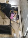 Suzi