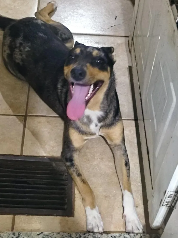 Cachorro raça SRD-ViraLata idade 7 a 11 meses nome Suzi