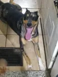 Suzi