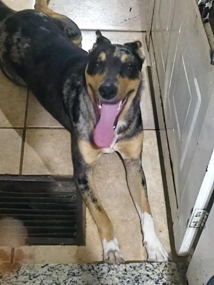 Cachorro raça SRD-ViraLata idade 7 a 11 meses nome Suzi
