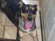 Suzi