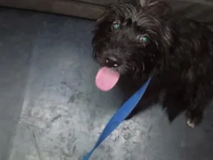 Cachorro raça SRD-ViraLata idade 6 ou mais anos nome dipe