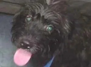 Cachorro raça SRD-ViraLata idade 6 ou mais anos nome dipe