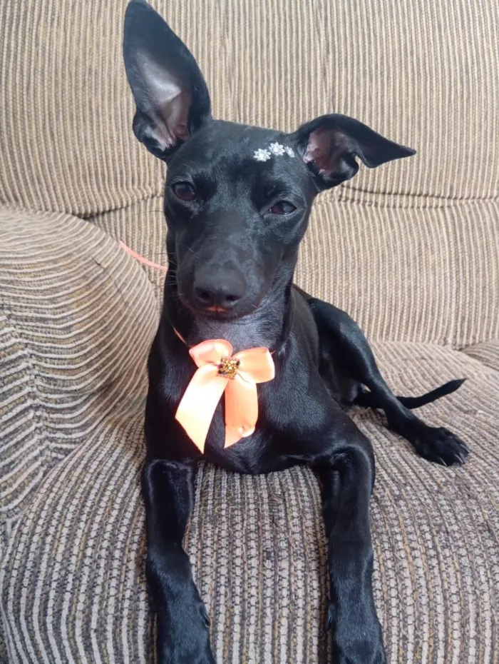 Cachorro raça SRD-ViraLata idade 1 ano nome Mel