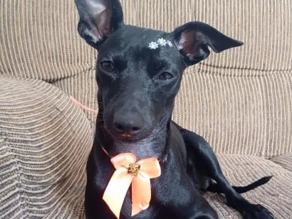 Cachorro raça SRD-ViraLata idade 1 ano nome Mel