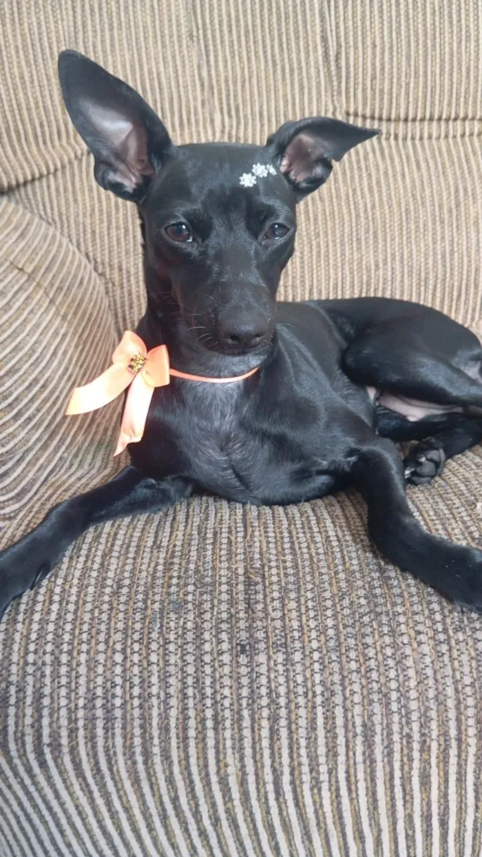 Cachorro raça SRD-ViraLata idade 1 ano nome Mel