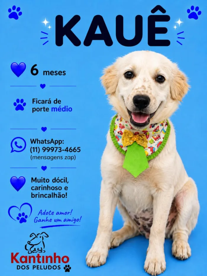 Cachorro raça SRD-ViraLata idade 2 a 6 meses nome Kauê 