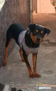 Duque
