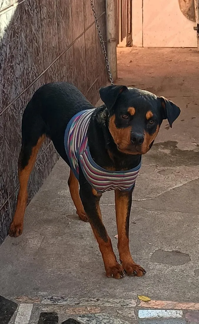 Cachorro raça SRD-ViraLata idade 7 a 11 meses nome Duque