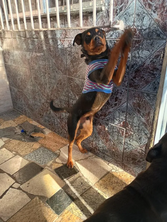 Cachorro raça SRD-ViraLata idade 7 a 11 meses nome Duque