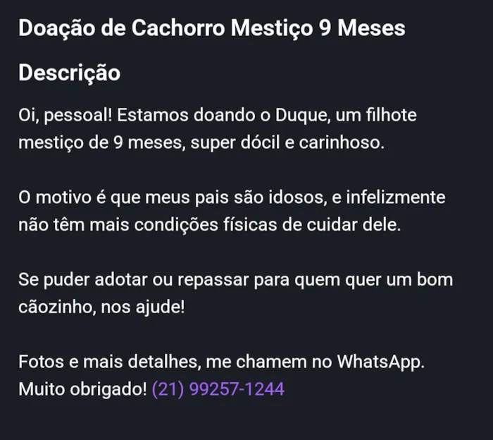 Cachorro raça SRD-ViraLata idade 7 a 11 meses nome Duque