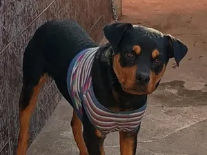 Cachorro raça SRD-ViraLata idade 7 a 11 meses nome Duque
