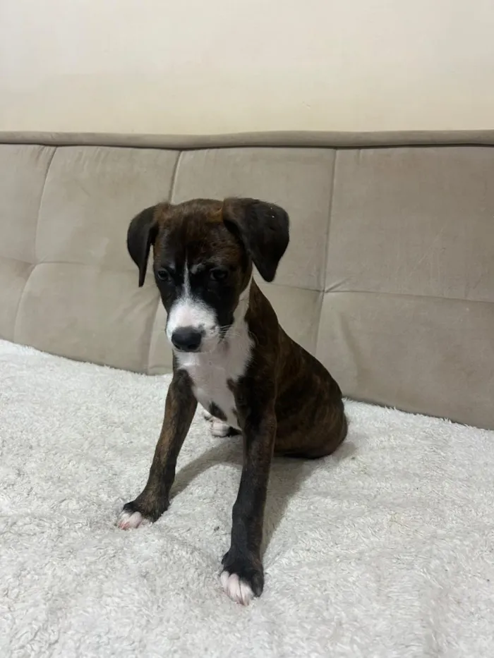 Cachorro raça SRD-ViraLata idade 2 a 6 meses nome Laura