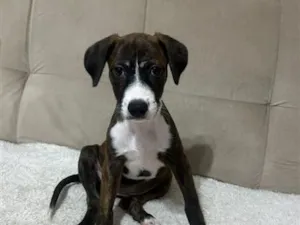 Cachorro raça SRD-ViraLata idade 2 a 6 meses nome Laura