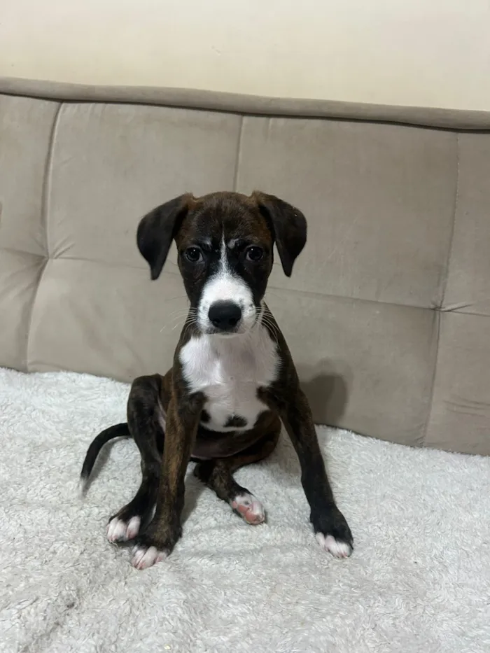 Cachorro raça SRD-ViraLata idade 2 a 6 meses nome Laura