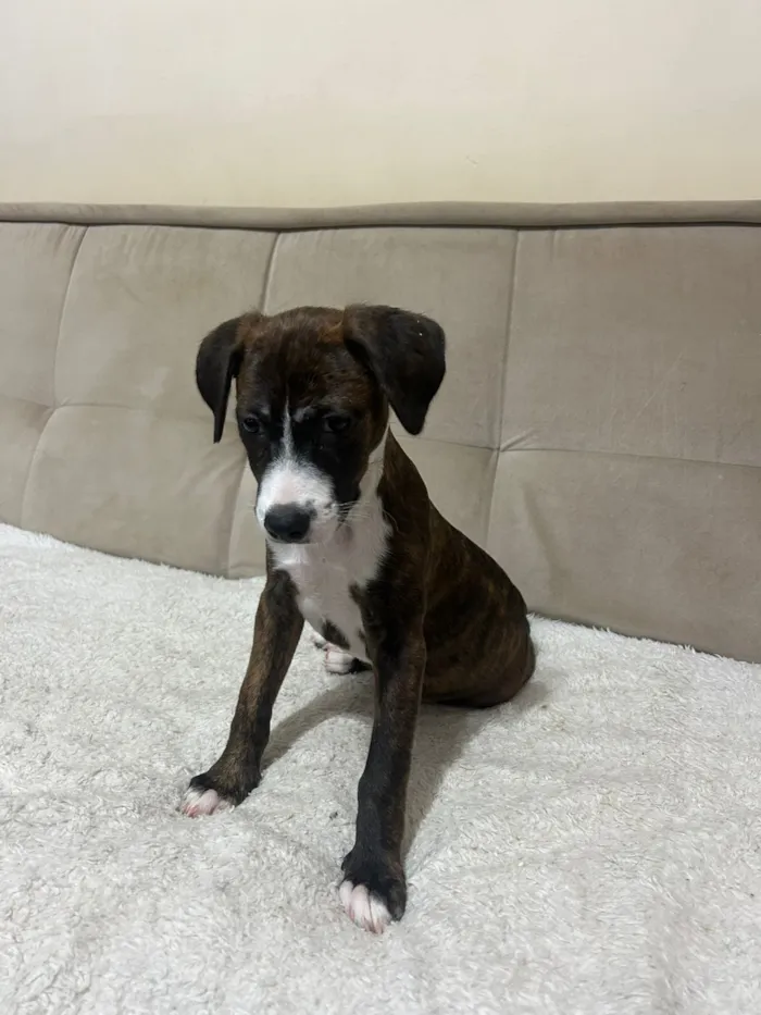 Cachorro raça SRD-ViraLata idade 2 a 6 meses nome Laura