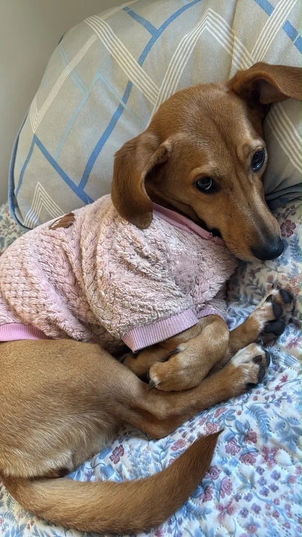 Cachorro raça SRD-ViraLata idade 2 anos nome Meg