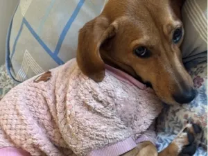 Cachorro raça SRD-ViraLata idade 2 anos nome Meg