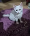 Mingau