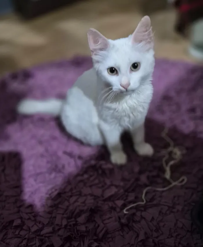 Gato raça SRD-ViraLata idade 2 a 6 meses nome Mingau