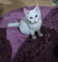 Mingau