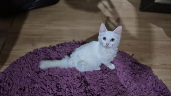 Gato raça SRD-ViraLata idade 2 a 6 meses nome Mingau