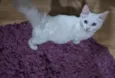 Mingau