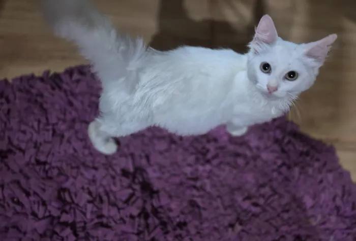 Gato raça SRD-ViraLata idade 2 a 6 meses nome Mingau