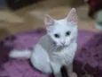 Mingau
