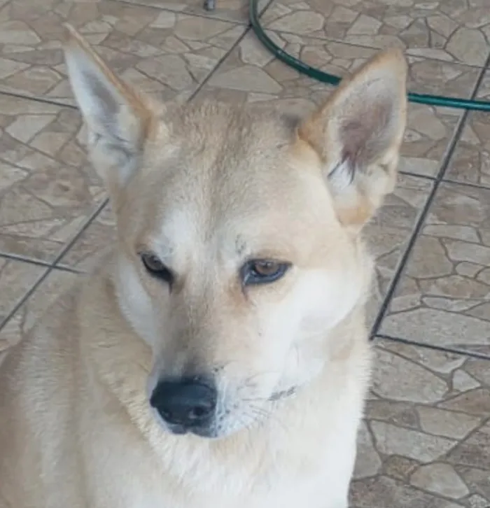 Cachorro raça Labrador idade 2 anos nome Sheik