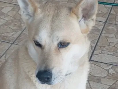 Cachorro raça Labrador idade 2 anos nome Sheik