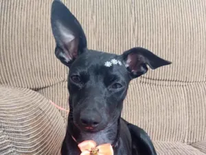 Cachorro raça SRD-ViraLata idade 1 ano nome Mel