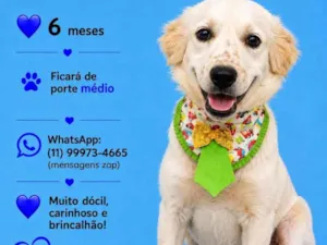 Cachorro raça SRD-ViraLata idade 2 a 6 meses nome Kauê 