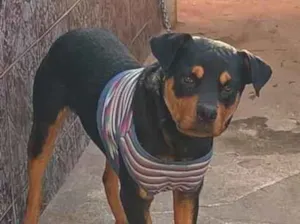 Cachorro raça SRD-ViraLata idade 7 a 11 meses nome Duque