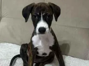 Cachorro raça SRD-ViraLata idade 2 a 6 meses nome Laura