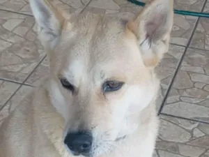 Cachorro raça Labrador idade 2 anos nome Sheik