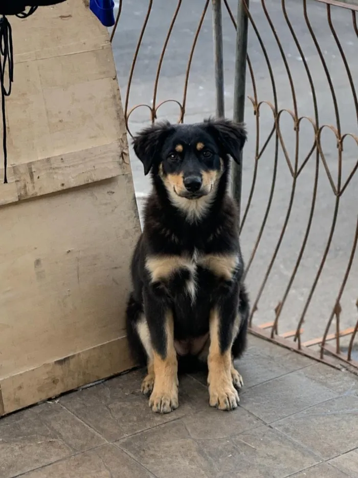 Cachorro raça SRD-ViraLata idade 1 ano nome Thor