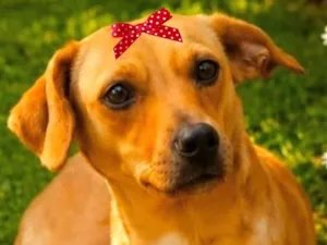 Cachorro raça SRD-ViraLata idade 1 ano nome Filo