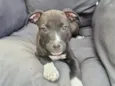 Gwen