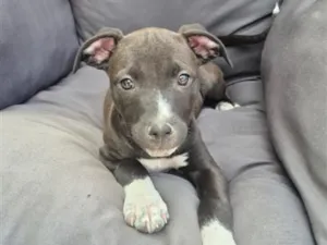 Cachorro raça SRD-ViraLata idade 2 a 6 meses nome Gwen