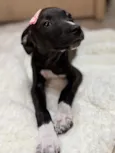 Gwen